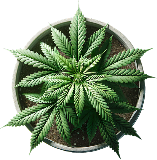 plante de cannabis vue du dessus