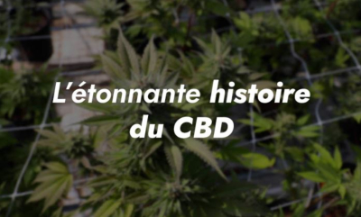 Blog chronologie du cbd en France