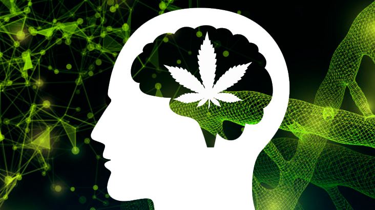 Blog-effet des cannabinoides cher les humains